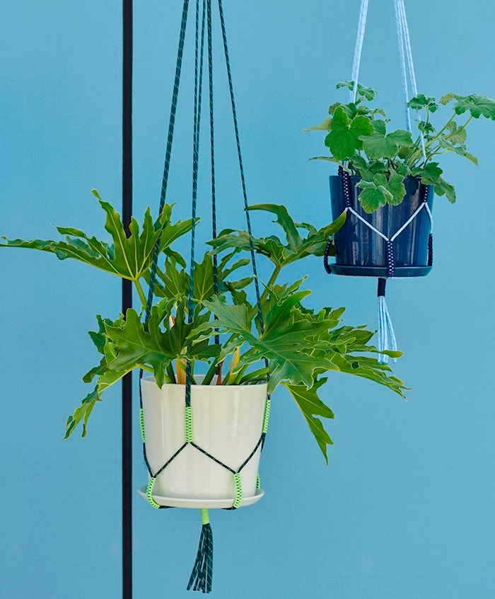 HAY PHANTA - Plant Hanger