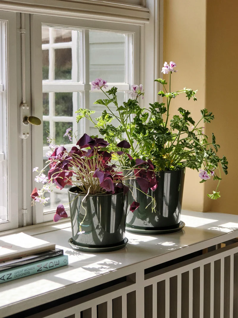 Botanical Family