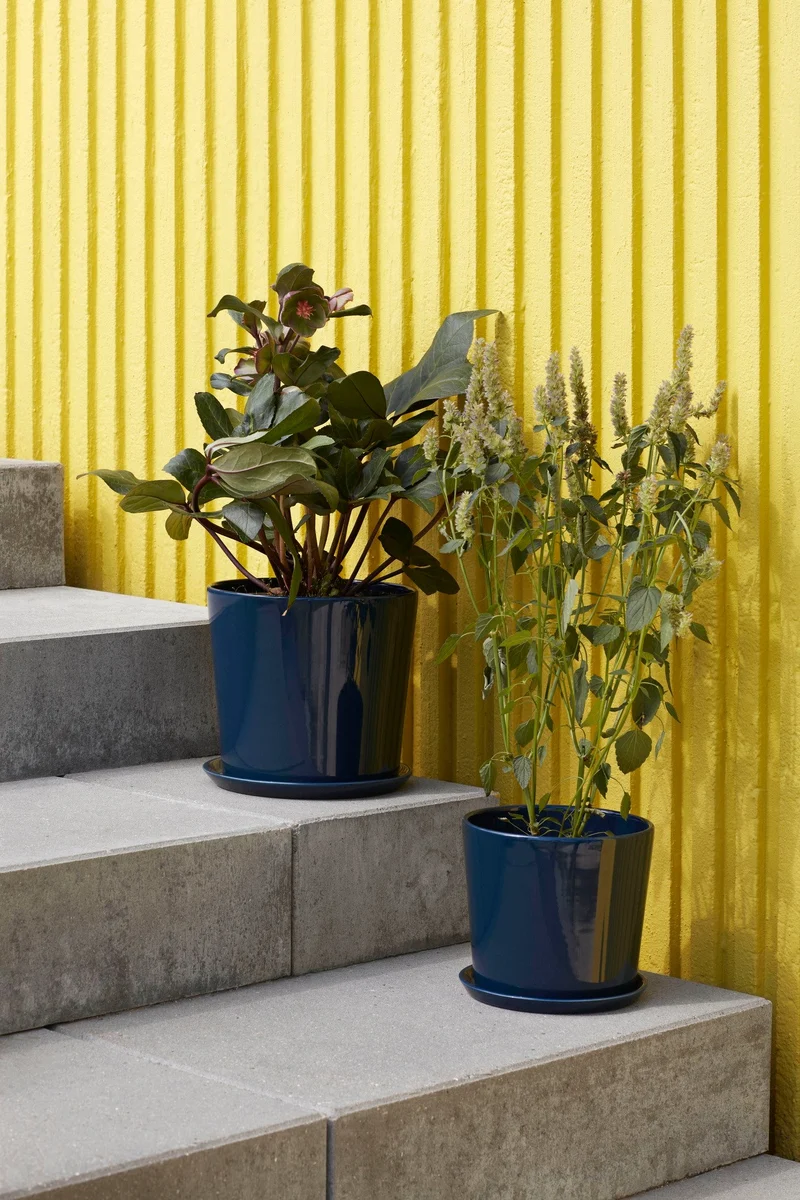 Botanical Family
